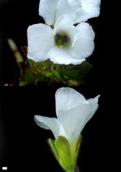 Veronica trifida. Flower. Scale = 1 mm.
 Image: P.J. Garnock-Jones © Te Papa CC-BY-NC 3.0 NZ
